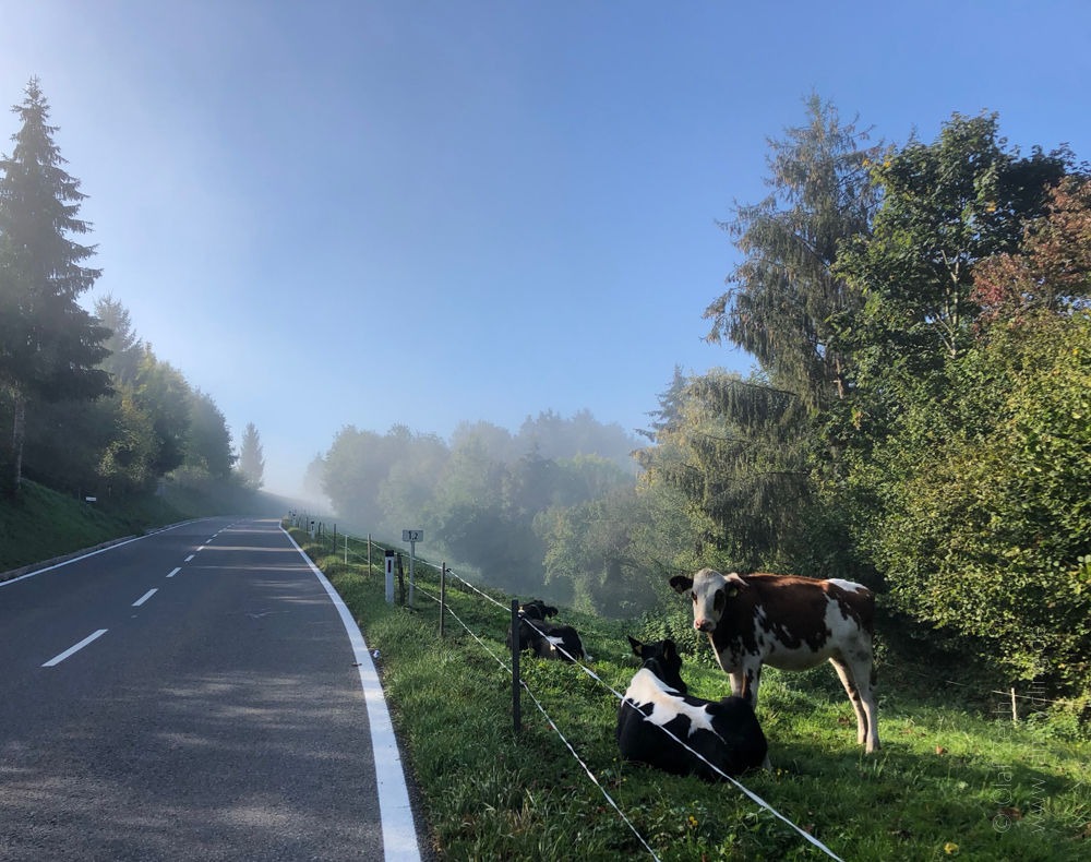 Rennrad Saisonfinale Bodensee: Der Nebel löst sich langsam auf